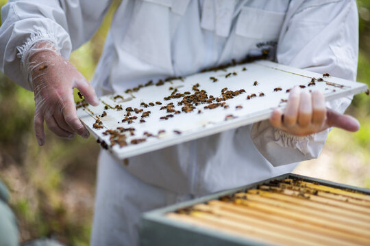 Beekeeper squashing hive beetle pest lid of beehive