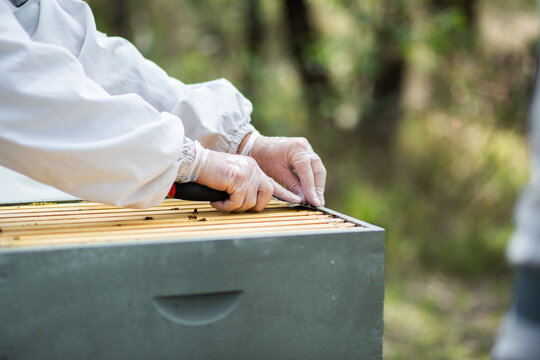Beekeeper scraping wax off frames to unstick them for harvest