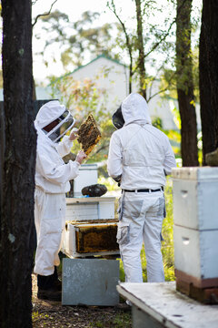 Two beekeepers harvesting honey from bee hives in aussie bushland
