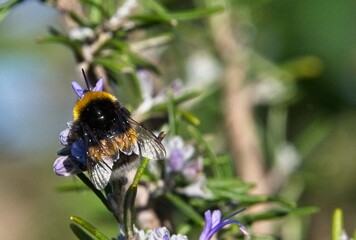 Bee on a Purple Flower Closeup Macro Photograph