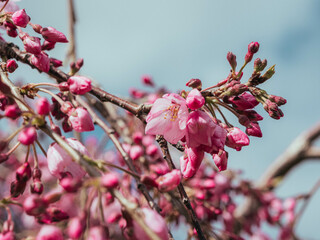 pink cherry blossom
