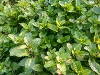 green leaves background