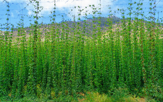 hop plantation showing vertical vines of leafy strands