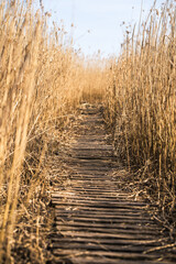 Fototapeta premium Wooden path among the reeds on the lake in Latvia