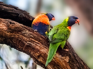 Two Lorikeets Head Right