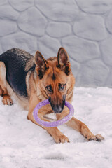 Dog of e German Shepherd breed has fun playing with a toy puller in his mouth. German shepherd girl actively played with a purple toy in the mouth in the yard in winterth