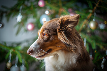 portrait of cute dogs border collie before christmas tree at home