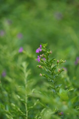 Cuphea hyssopifolia (also called false heather, Mexican heather, Hawaiian heather, elfin herb) with a natural background