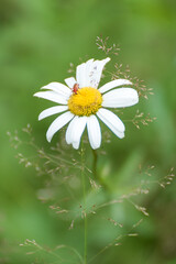 Obraz premium Pâquerette