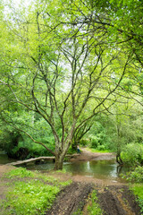 Cours d'eau dans les sous bois