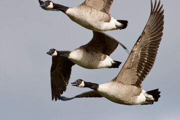 Canada goose on the west coast in Sweden