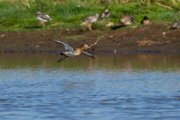 Black-tailed godwits on the west coast in Sweden