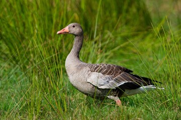 Greylag goose on the west coast in Sweden