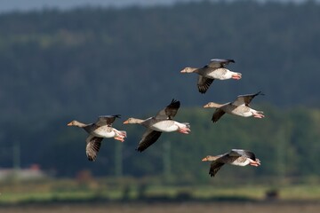 Greylag goose on the west coast in Sweden