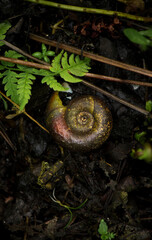 A slug's shell on the forest floor