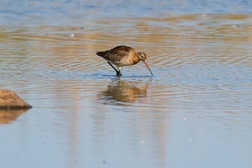 Black-tailed godwits on the west coast in Sweden