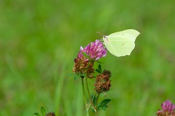 Butterfly on a thistle