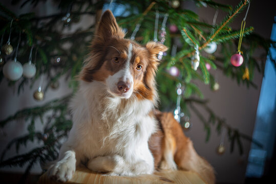 portrait of cute dog border collie before christmas tree at home