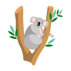 An attractive Australian koala animal sleeps in a tree, isolated on a white background.Vector illustration