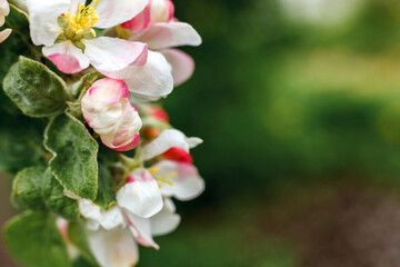 Beautiful white apple blossom flowers in spring time. Background with flowering apple tree. Inspirational natural floral spring blooming garden or park. Flower art design. Selective focus