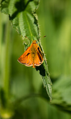 A close-up of a butterfly on a green leaf
