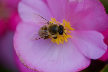 Honey bee in a close up