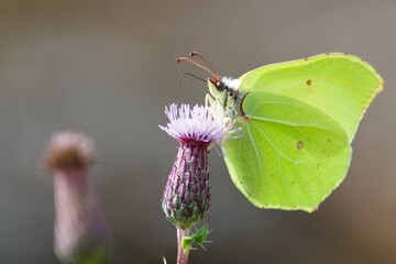 Butterfly on a thistle