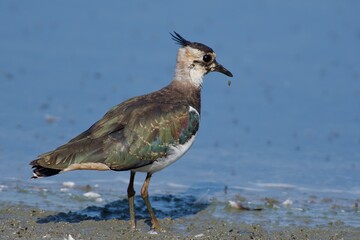 Obraz premium Northern lapwing on the west coast in Sweden