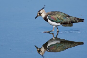 Northern lapwing on the west coast in Sweden