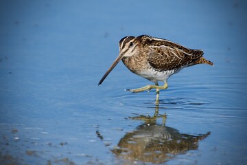 Common snipe on the west coast in Sweden