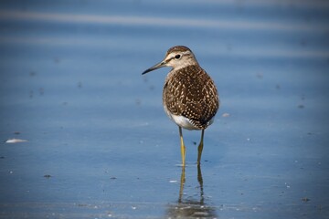 Common snipe on the west coast in Sweden - 479947489