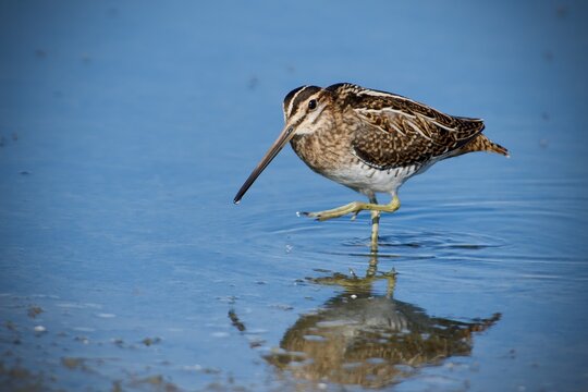 Common snipe on the west coast in Sweden