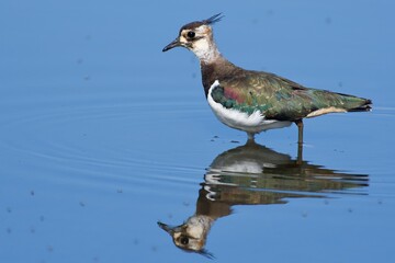 Northern lapwing on the west coast in Sweden - 479947627