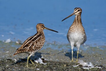 Common snipe on the west coast in Sweden - 479947637