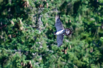 Peregrine falcon hunting birds in the sky - 479947644