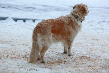 Domestic dog of breed Golden Retriever.