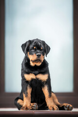 Obraz premium Portrait of cute black puppy of rottweiler dog sitting on the stairs outdoors near the house in light blue background