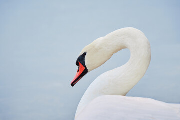 Fototapeta premium Seurasaari Island in Finnish Helsinki: autumn, mute swan.
