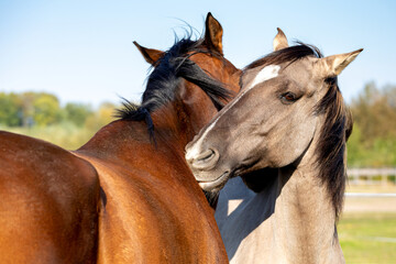 Two horses in contact with each other. Horses friendship behavior interaction.