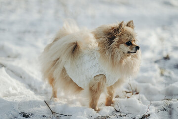 A Pomeranian in a white knitted sweater walks in the park in winter.