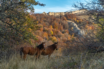 Horses graze against the background of the Crimean mountains