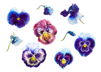 Viola. Pansies. Set of watercolor flowers isolated on white