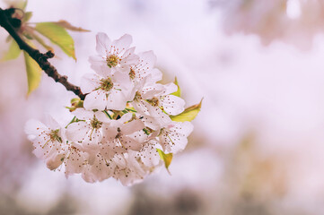 Beautiful wild plum tree blossoms