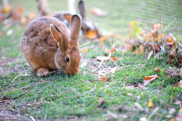 Cute  brown bunny rabbit with long ears sitting in the grass