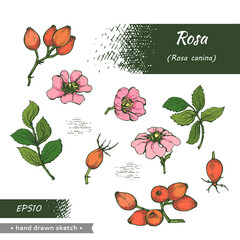 Collection of Rosa canina . Detailed hand-drawn sketches