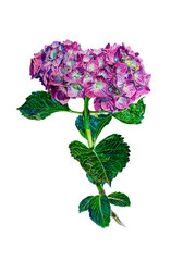 hydrangea, light sister. Botanical watercolor illustration isolated on white background.