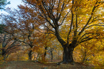 yellowed beeches in the autumn forest