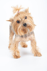 Yorkshire Terrier on a white background 