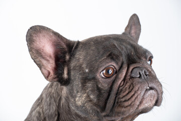 french bulldog on white background portrait