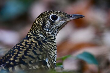 冬に来る渡り鳥、黄色と黒の鱗模様が目立つ美しい小鳥トラツグミ